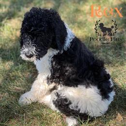 Poodle Puppies from Poodle Plus