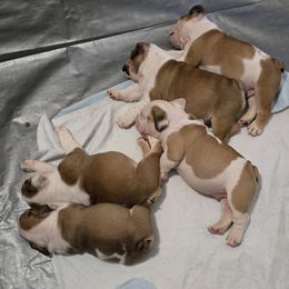Bulldog Puppies from Chief Bulldogs
