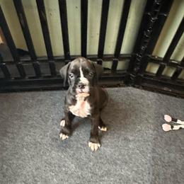 Girl 3 - Brindle female Boxer puppy in Lakeland, Florida from Cote's Boxers