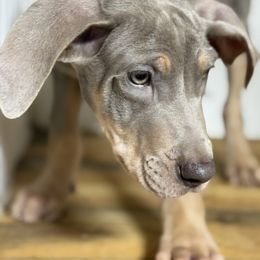 Fallon - Silver female Great Dane puppy in Hutchinson, Kansas from Dappled Danes
