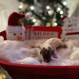 Mia - Parti female Poodle puppy in Mtn Rest, South Carolina from Stocktons Doxies & Poodles