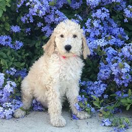 Bernedoodle and Goldendoodle Puppies from O'Dells Doodles