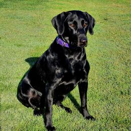 Nova - Labrador Retriever