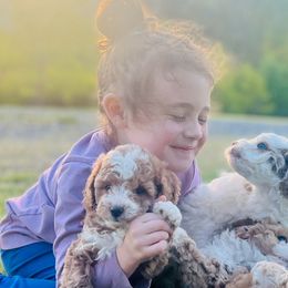 Bernedoodles, Cavapoos, and Goldendoodles from Padgetts Hill Puppies