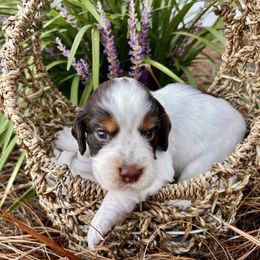Pop - Liver white and roan male English Springer Spaniel puppy in Swainsboro, Georgia from Sweet Georgia Springers