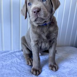 Dilute Retriever and Labrador Retriever Puppies from Loving Loyal Labs