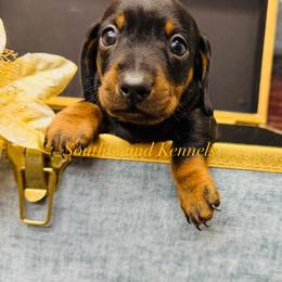 Shadow - Black and tan male Dachshund puppy in Leoma, Tennessee from Southbound Kennel