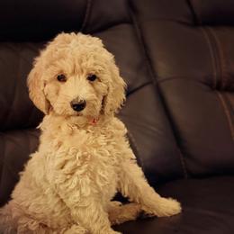 Lila - Apricot female Goldendoodle puppy in Macclenny, Florida from Baker County Goldendoodles