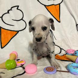 Cookie Dough- Blue-HUA - White and black male Dalmatian puppy in Claremore, Oklahoma from Lotsofdots Dalmatians