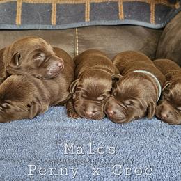 Boy 2 - Chocolate male Labrador Retriever puppy in Boyd, Minnesota from Lindley Labradors