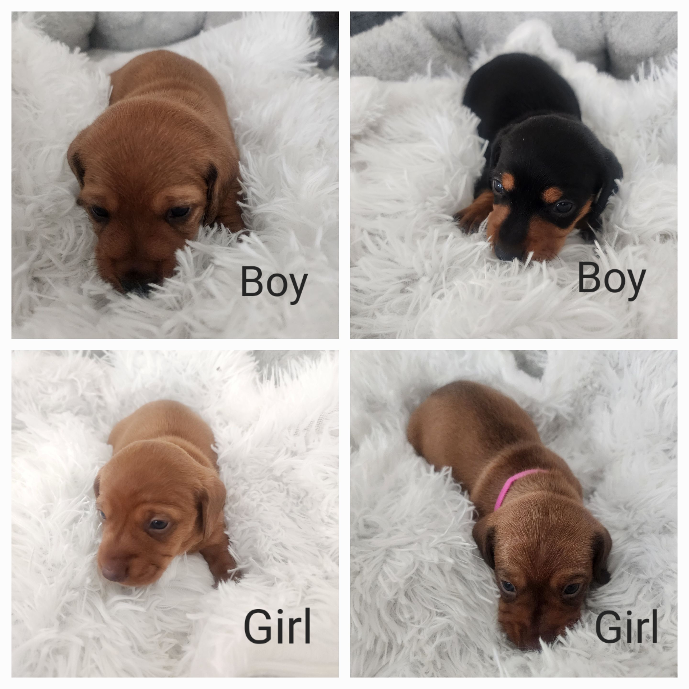 Dachshund Puppies from Mary's Mini Dachshunds