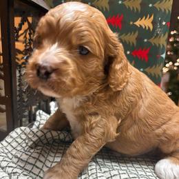 Red rider - Red and white male Cockapoo puppy in Carlotta, California from Lost Coast Bernese Mountain Dogs