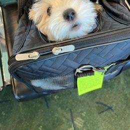 Coton de Tulear Puppies from Aloha Cotons