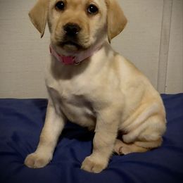 Darla - Yellow female Labrador Retriever puppy in Garnett, Kansas from Timberland Creek Labradors