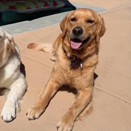 Golden Retrievers from Emma Bekker
