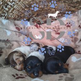 Dachshund puppies from Seaside Dachshunds