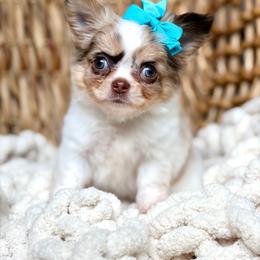 Blair - 5950 - Merle female Chihuahua puppy in Beaumont, Texas from Down south pups