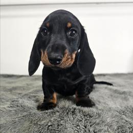 Black and tan male - Black and tan male Dachshund puppy in Belle Rive, Illinois from Akin's Miniature Dachshunds, LLC