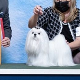 Maltese from Maltese By Valerie