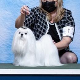 Maltese from Maltese By Valerie