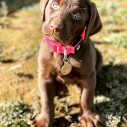 Labrador Retriever Puppies from Shining Diamonds Kennels