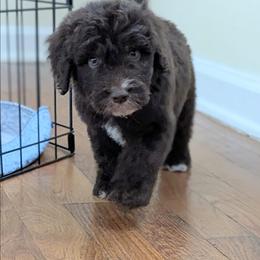 Rusty - Red male Aussiedoodle puppy in Pamplin, Virginia from Hope & Joy Acres