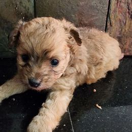 Cocoa - Brown female Maltipoo puppy in Sedro Woolley, Washington from Absher Ranch