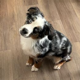 Brody - Blue merle Miniature Australian Shepherd puppy in Fontana, California from Quality Mini Aussies of SoCal