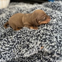 Dachshund Puppies from Majesty’Z Country Doxhounds