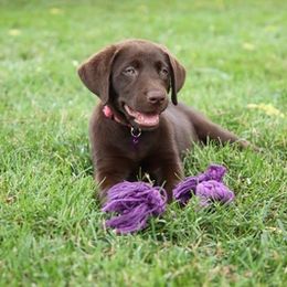Dilute Retriever and Labrador Retriever Puppies from Royalty Retrievers