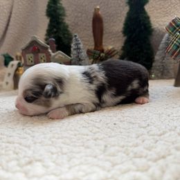 Comet - Blue merle male Toy Australian Shepherd puppy in Aurora, Missouri from Sweet Peach Puppies