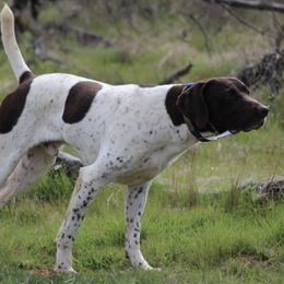 German Shorthaired Pointers from English Oaks