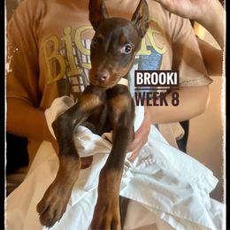 BROOKI - Red and rust female Doberman Pinscher puppy in Columbus, Ohio from Von Schaaf Haus DuPree
