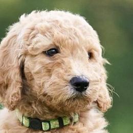 Goldendoodles from Anderson's Goldendoodles