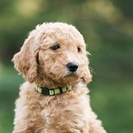 Goldendoodles from Anderson's Goldendoodles