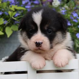 Blossom - Black and tan female Pembroke Welsh Corgi puppy in Pollock, Missouri from Northstar