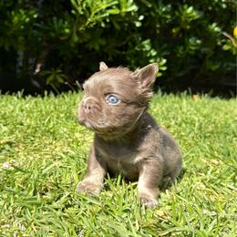 Axel - Tricolors male French Bulldog puppy in San Diego, California from Hlop Frenchies LLC