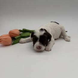 Harmony - Chocolate female Australian Labradoodle puppy in Denton, Texas from Dignity Labradoodles