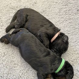 Poodle Puppies from The Rad Poodles