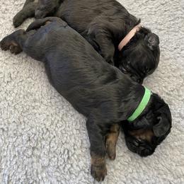 Poodle Puppies from The Rad Poodles
