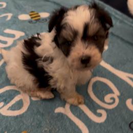 Oreo - White male Morkie puppy in Pittsburgh, Pennsylvania from Maria's Morkies & More