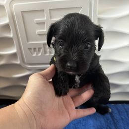 Boy 4 - Black male Miniature Schnauzer puppy in Decatur, Texas from Virgil Farms