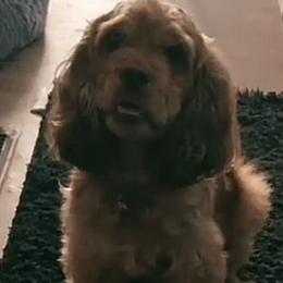 Lady - Cocker Spaniel