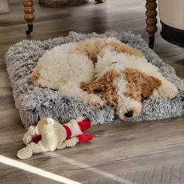 Goldendoodle Puppies from Edge Farm Goldendoodles