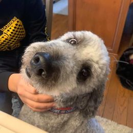 Goldendoodle All Grown Up from Simply Doodles LLC