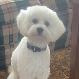 Charlie - Goldendoodle