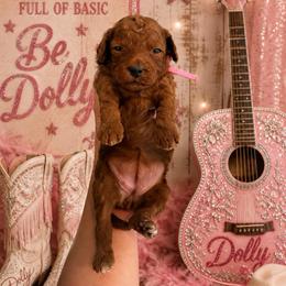 Dolly Parton - Red  female Goldendoodle puppy in Hot Springs, Arkansas from Hot Springs Kennels