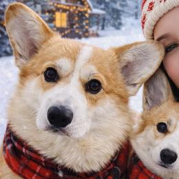 Pembroke Welsh Corgis from Midgard Pembroke Welsh Corgis