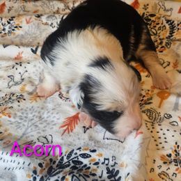 Acorn - Blue merle female Border Collie puppy in Gaffney, South Carolina from On the Lamb