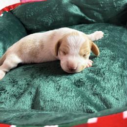 George - Piebald male Dachshund puppy in Lake City, Florida from My Ditzy Doxies of Florida
